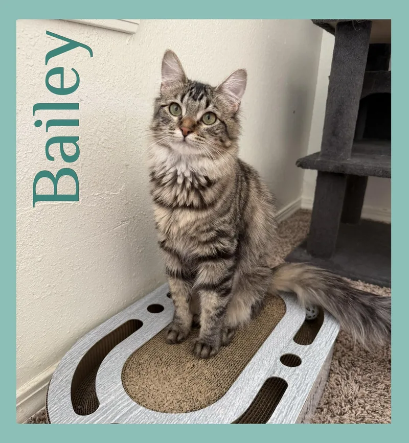 A baby medium-sized female Tabby (Brown / Chocolate) Tabby cat named Bailey for adoption in Lawton, OK