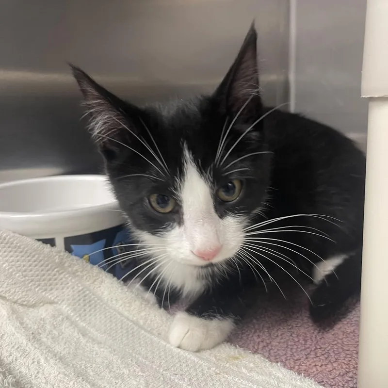 A baby small-sized male Black Domestic Short Hair cat named River Birch for adoption in Mentor, OH