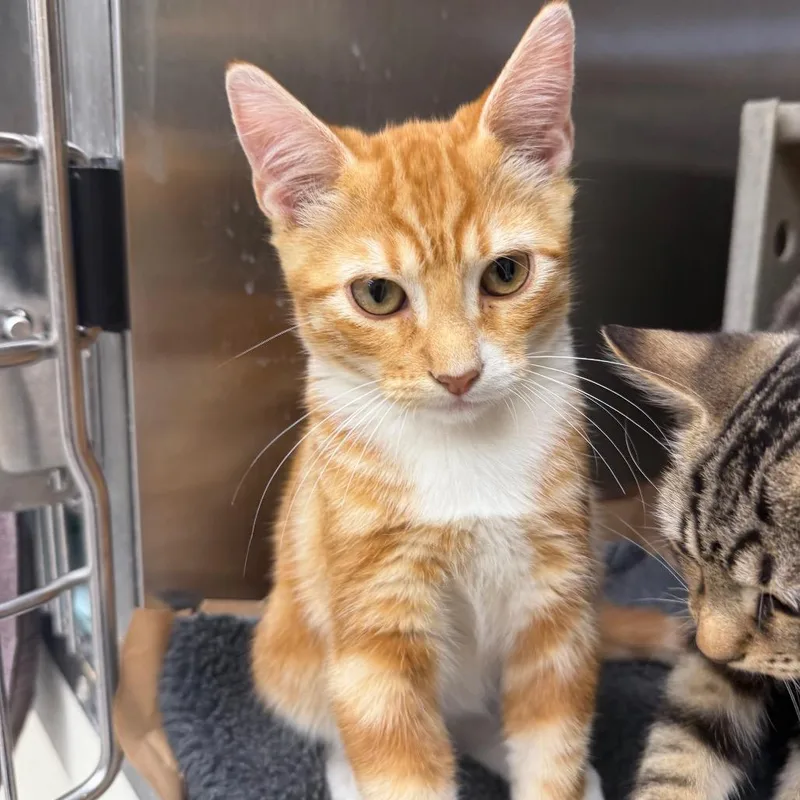 A baby small-sized male Domestic Short Hair cat named Swivel for adoption in Bastrop, TX