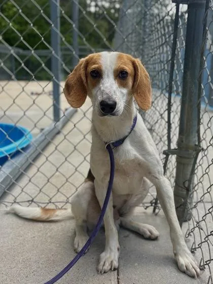 An adult medium-sized male Hound dog named Casper for adoption in King William, VA