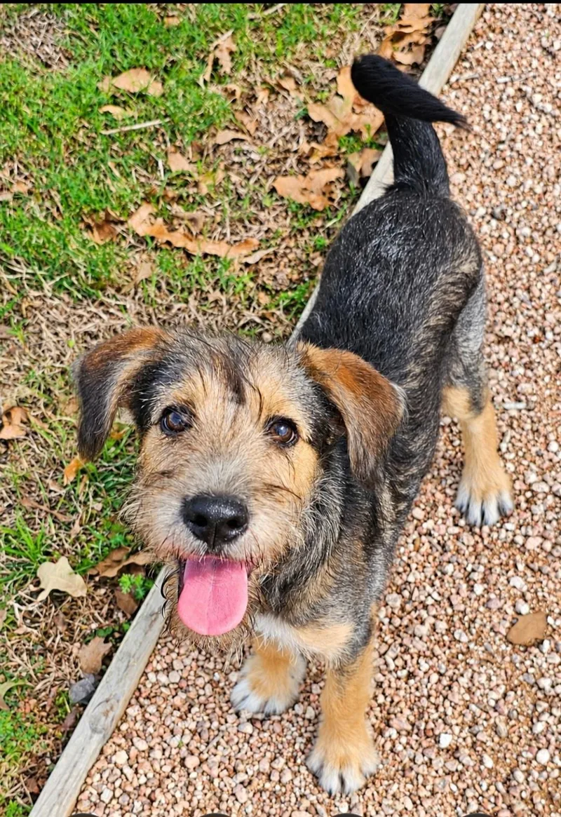 A baby small-sized female Terrier dog named Patsy for adoption in Houston, TX