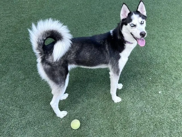 A young medium-sized female Mixed Breed dog named Ellie for adoption in Dallas, TX