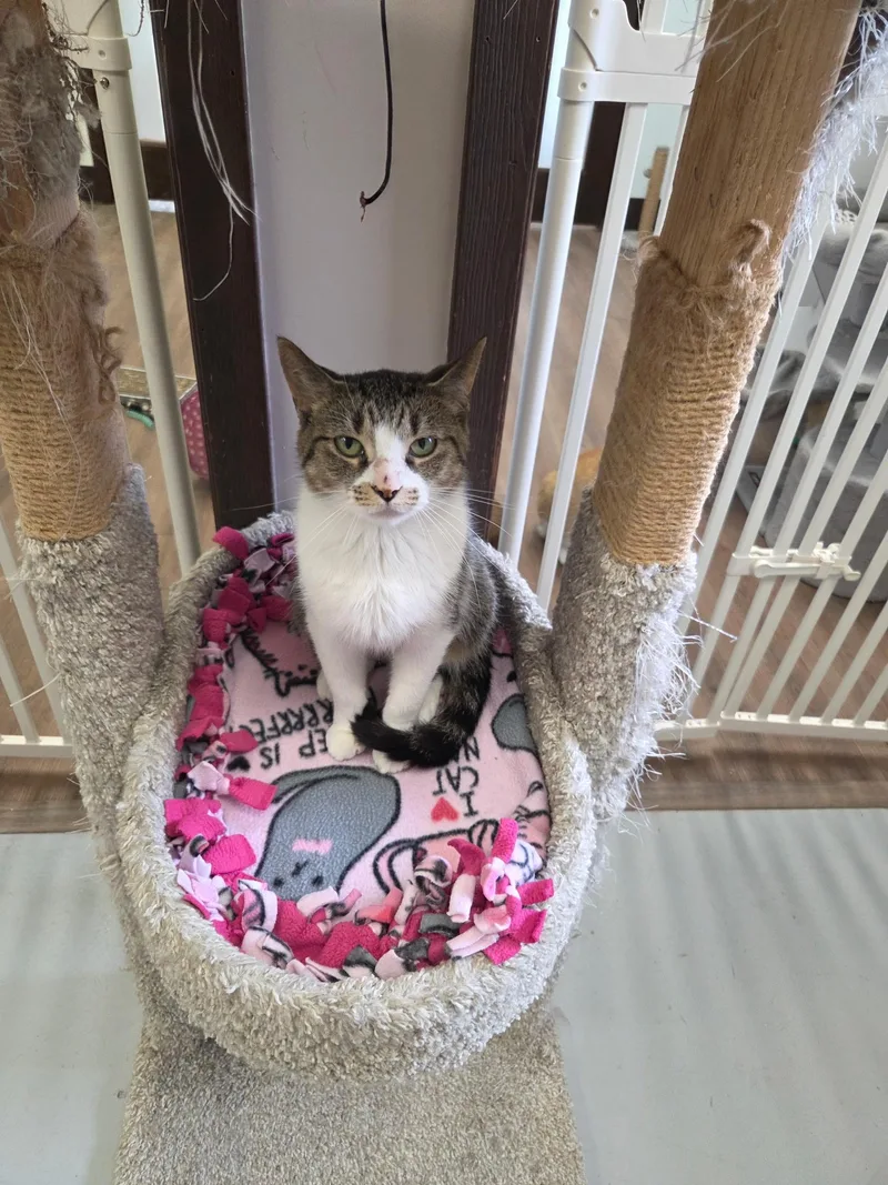 An adult medium-sized female Domestic Short Hair cat named Cora for adoption in Grosse Ile, MI