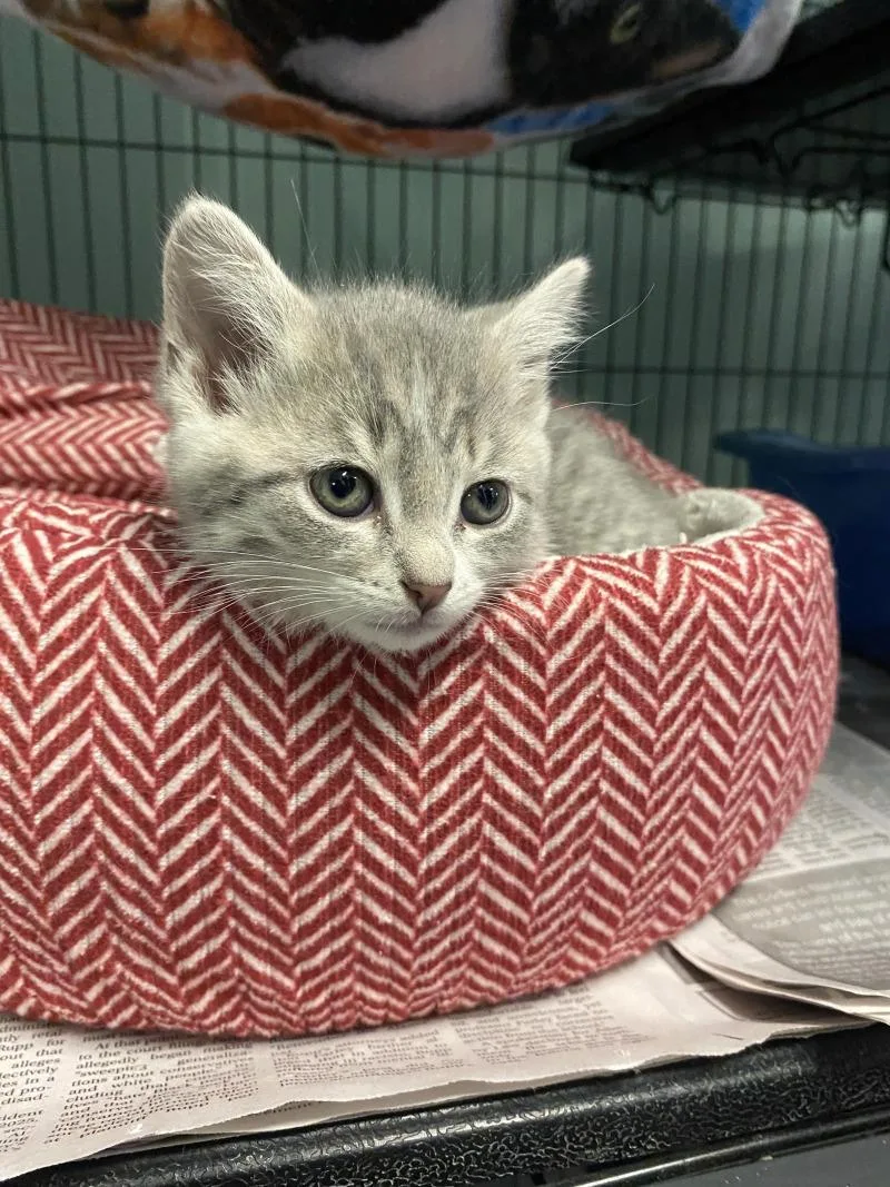 A young medium-sized male Domestic Short Hair cat named Azoto for adoption in Cortland, NY