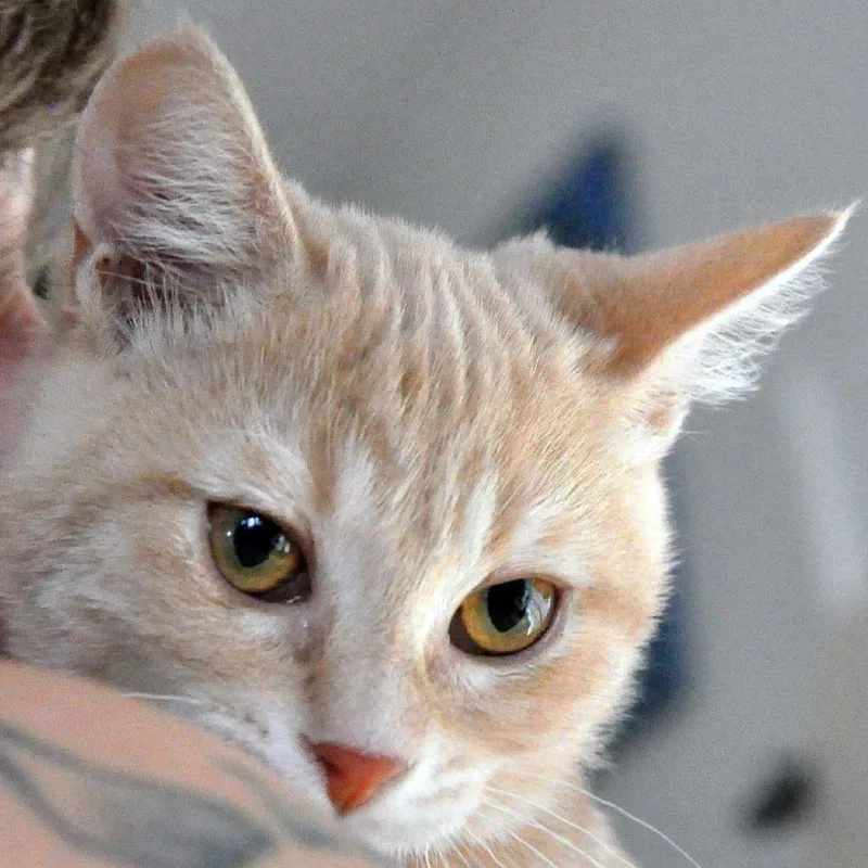 A baby small-sized female Orange / Red Domestic Short Hair cat named Brigita for adoption in Layton, UT