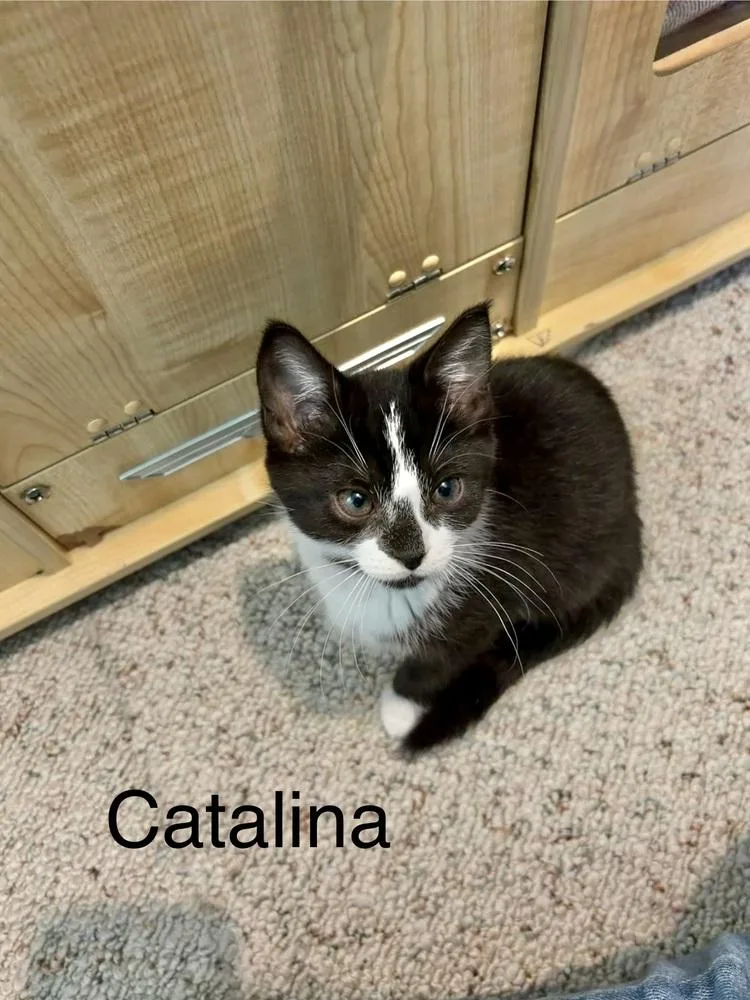 A baby medium-sized female Black & White / Tuxedo Domestic Short Hair cat named Catalina for adoption in Clinton Township, MI