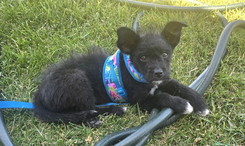 A baby small-sized male Black Terrier dog named Dexter for adoption in Tracy, CA