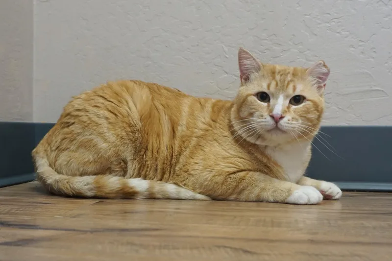 King Julien thumbnail 3