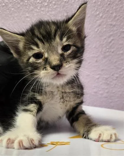 A baby small-sized male Domestic Short Hair cat named 61687387 for adoption in El Paso, TX