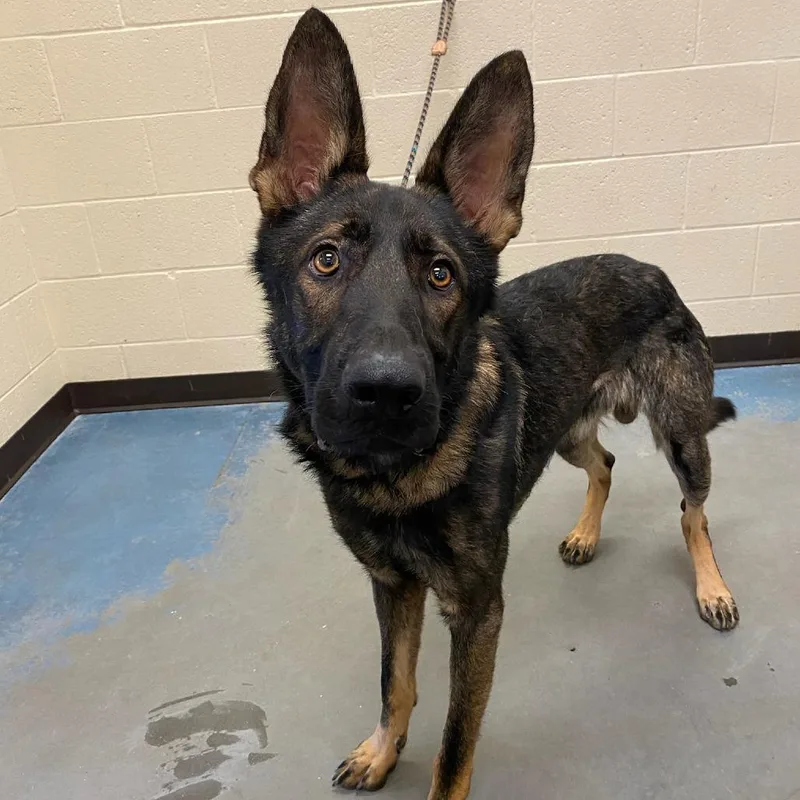 An adult large-sized male Mixed Breed dog named Titan for adoption in Memphis, TN
