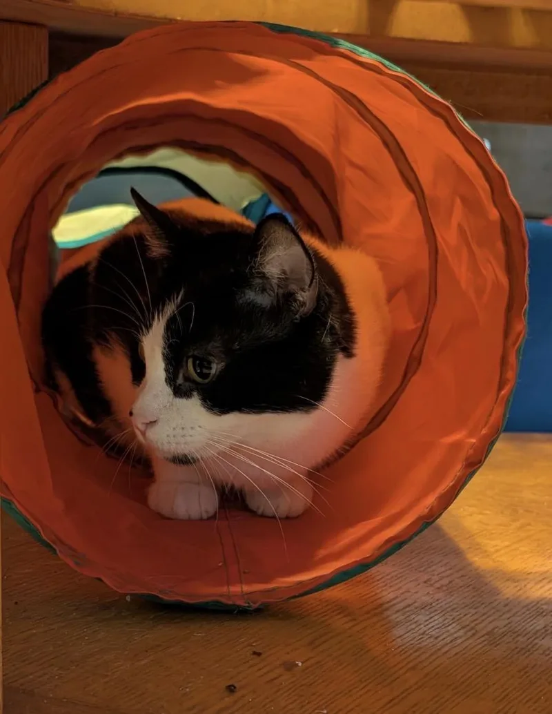 An adult medium-sized female Black & White / Tuxedo Domestic Short Hair cat named Posey Sweet & affectionate for adoption in Staten Island, NY