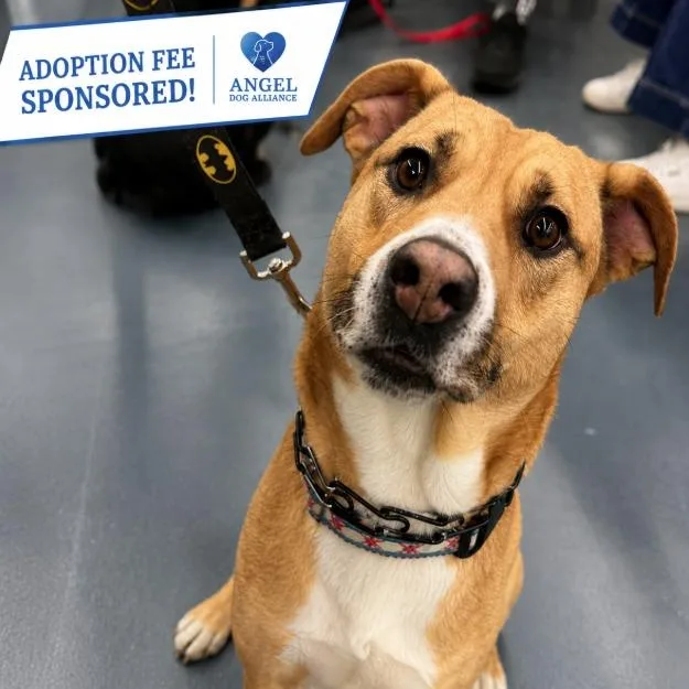 An adult medium-sized male Apricot / Beige Pit Bull Terrier dog named Pebbles for adoption in Naperville, IL