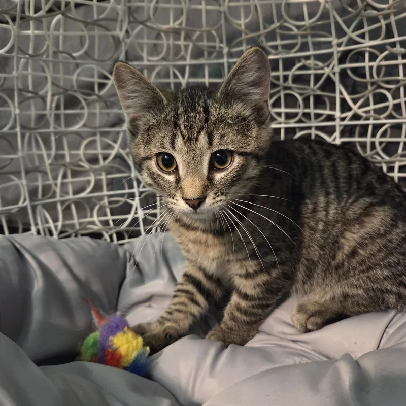 A baby small-sized male Brown / Chocolate Domestic Short Hair cat named Don for adoption in Gibsonia, PA