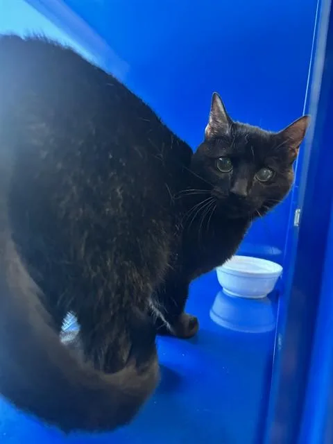 An adult small-sized female Domestic Short Hair cat named Storm for adoption in Westminster, MD