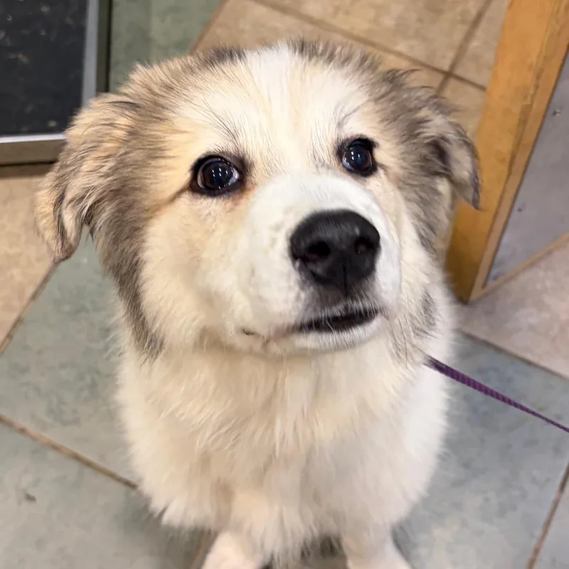 A baby small-sized female White / Cream Mixed Breed dog named Cloud for adoption in Chattanooga, TN