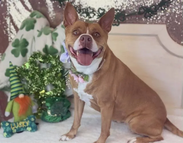 An adult medium-sized female Pit Bull Terrier dog named Nala for adoption in Fairfield, CA