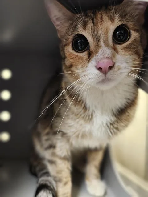 A young medium-sized female Domestic Short Hair cat named Vinyl for adoption in Kent, WA