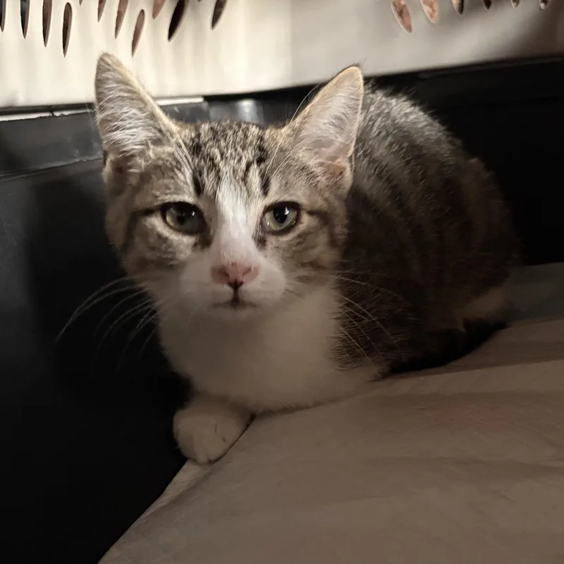 A baby medium-sized male White Domestic Short Hair cat named Zazu for adoption in Austintown, OH