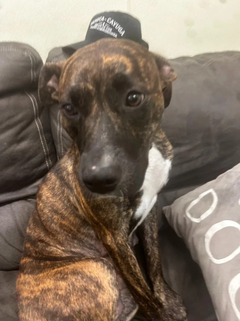 A young medium-sized female Boxer dog named Mystic for adoption in Neosho, MO