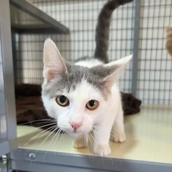 A baby small-sized male Domestic Short Hair cat named Zak for adoption in Novato, CA