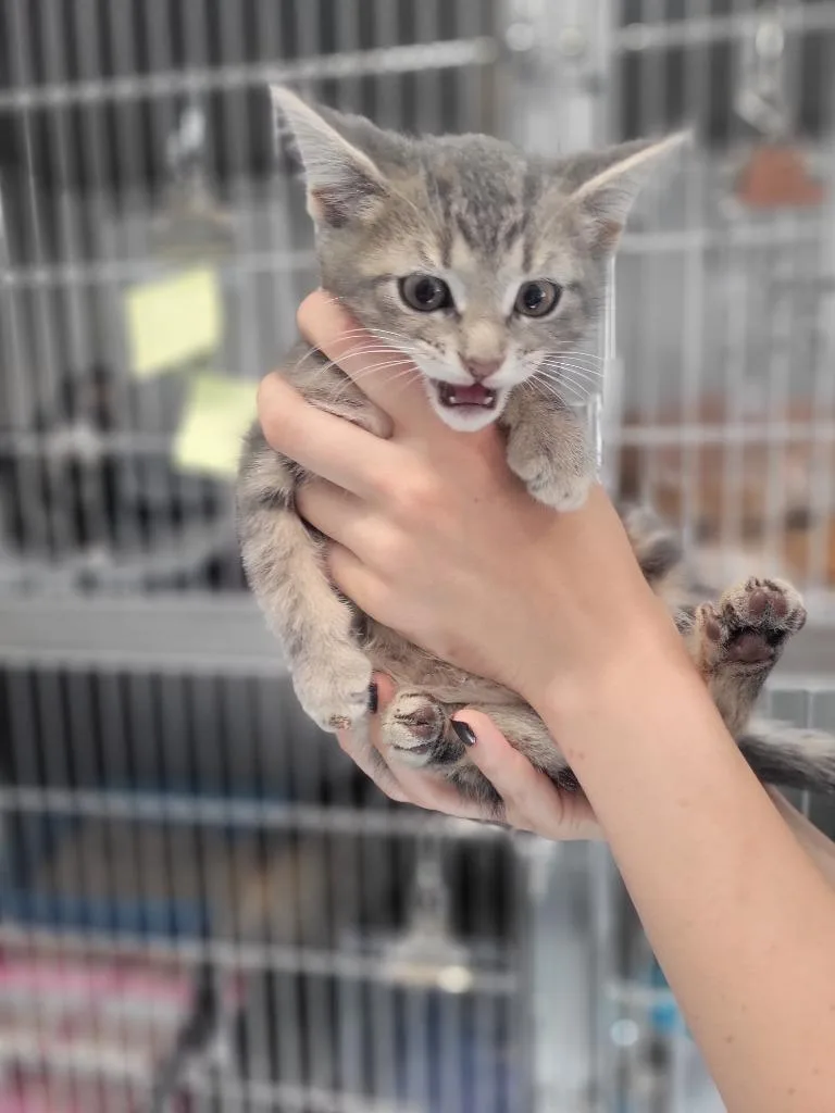 A baby medium-sized male Domestic Short Hair cat named A Andrew for adoption in Ashland, WI