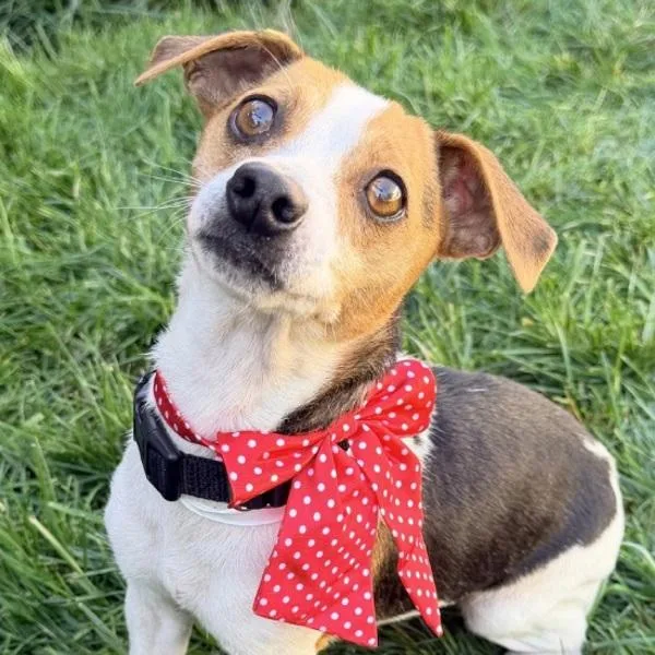A young small-sized female Jack Russell Terrier dog named Ymca for adoption in Walnut Creek, CA