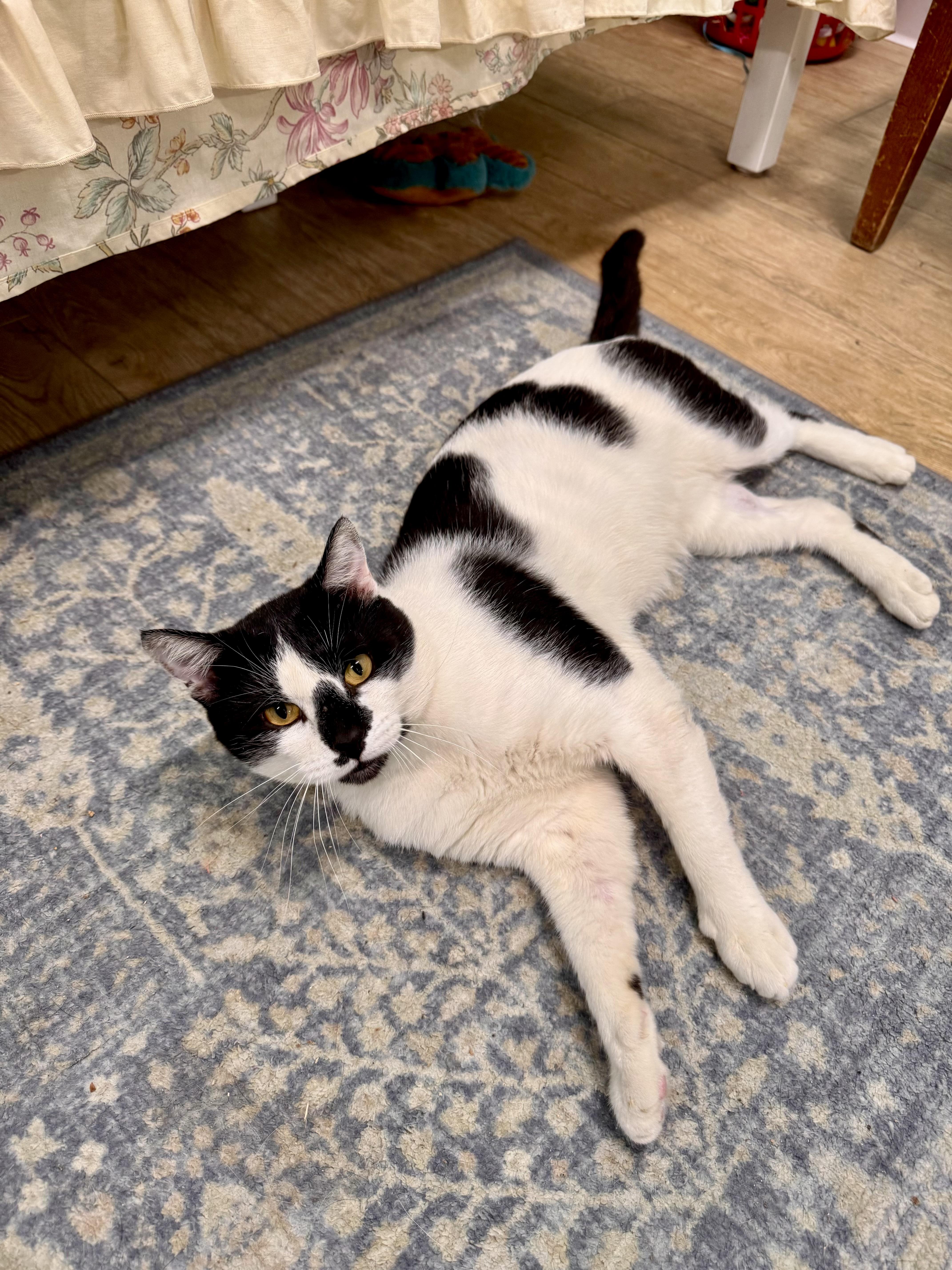 An adult large-sized male Black & White / Tuxedo American Shorthair cat named Draco for adoption in Scottsburg, IN