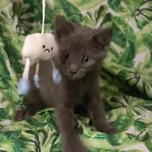 A baby medium-sized male Gray / Blue / Silver Russian Blue cat named Rainey for adoption in Liverpool, TX