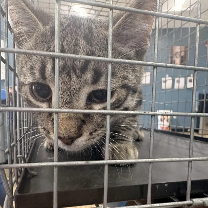 A baby small-sized male Gray / Blue / Silver Domestic Short Hair cat named Clyde for adoption in Newark, NJ
