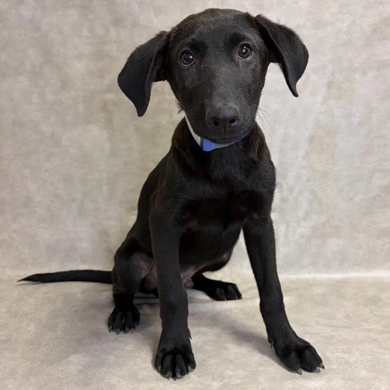 A baby small-sized male Labrador Retriever dog named Jacko for adoption in Parker, CO