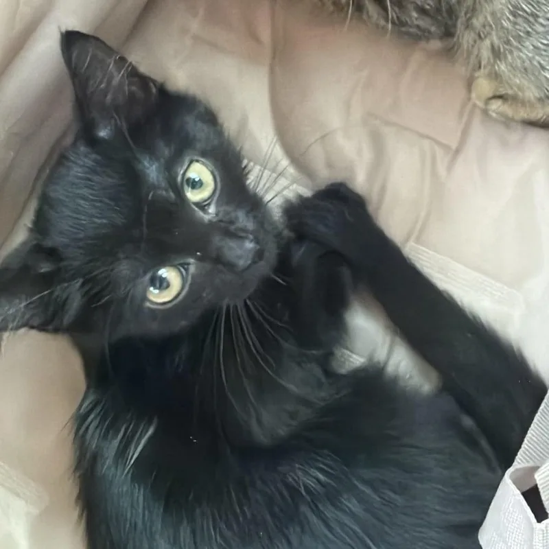 A baby medium-sized male Black Domestic Short Hair cat named Ziggie for adoption in miami, FL