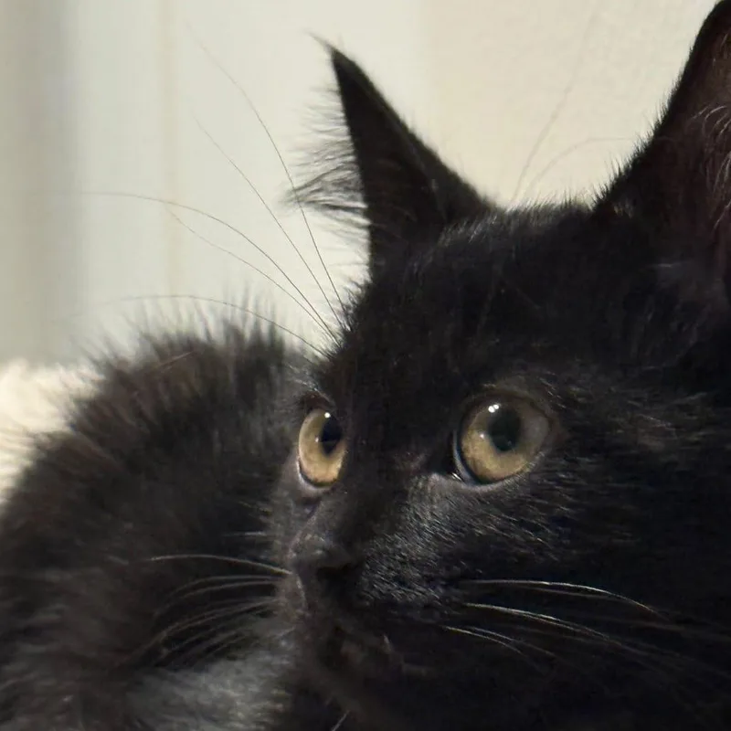Ziggie thumbnail 2