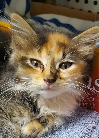 A young large-sized female Domestic Long Hair cat named Flare Fin for adoption in Kansas City, MO