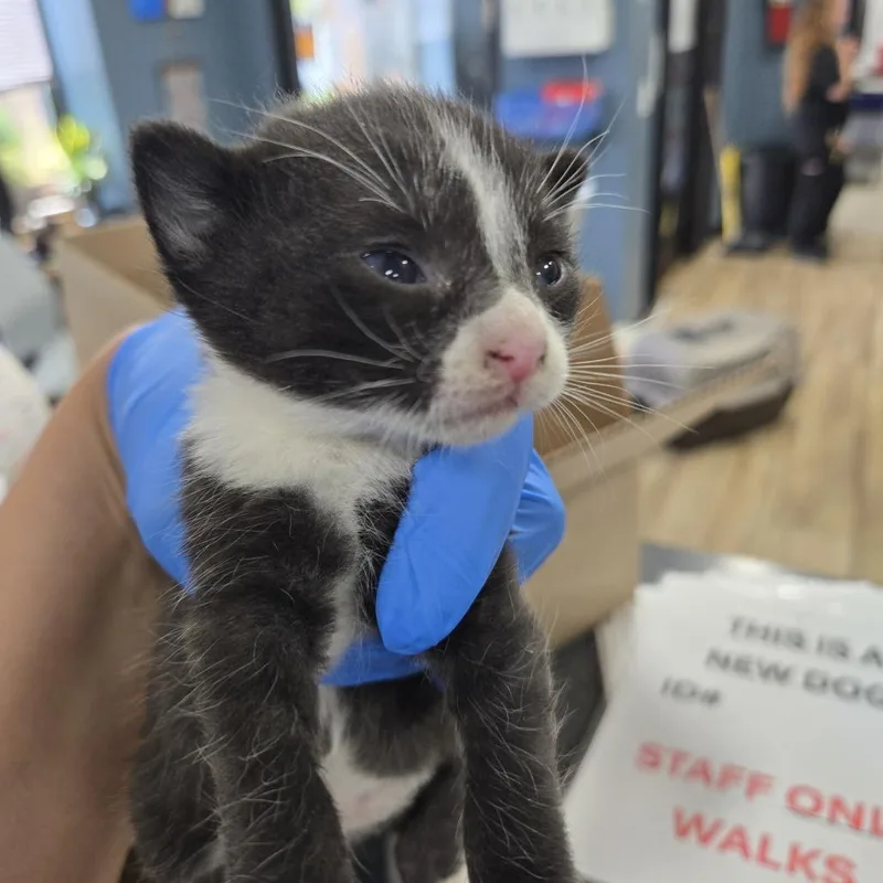 A baby small-sized female Black Domestic Short Hair cat named Toby for adoption in Newark, NJ