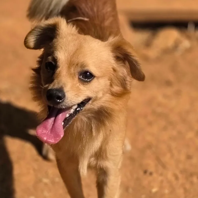 A young small-sized male Chihuahua dog named Benjamin for adoption in Anderson, SC