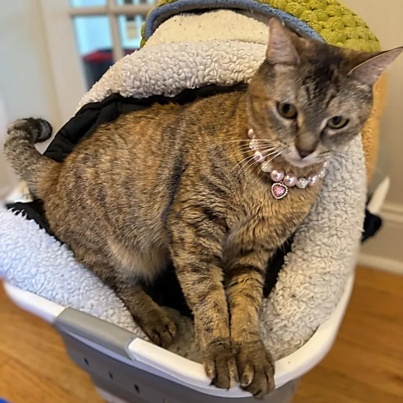 An adult small-sized female Brown / Chocolate Domestic Short Hair cat named Mizuky for adoption in Long Island City, NY