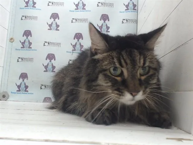 A senior small-sized female Domestic Long Hair cat named Nala for adoption in Orlando, FL