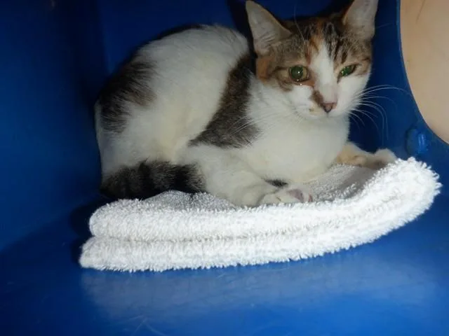 A young small-sized female Domestic Short Hair cat named Heart for adoption in San Jose, CA