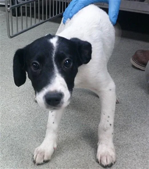 A baby small-sized male Staffordshire Bull Terrier dog named Brook for adoption in Oklahoma City, OK