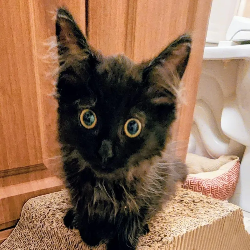 A baby small-sized male Black Domestic Medium Hair cat named Cocoa Puffs in Midlothian for adoption in Alexandria, VA