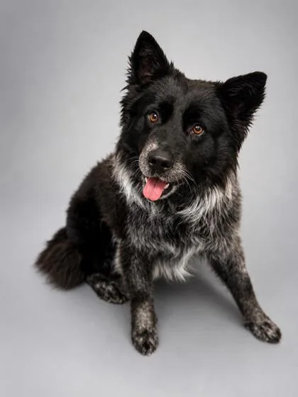 An adult medium-sized male Border Collie dog named Chunky for adoption in Bowling Green, KY