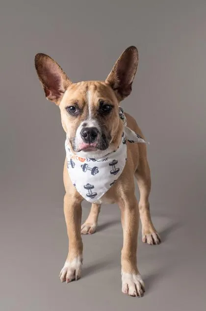 A young medium-sized male Mixed Breed dog named Super Cooper for adoption in Madison, NJ
