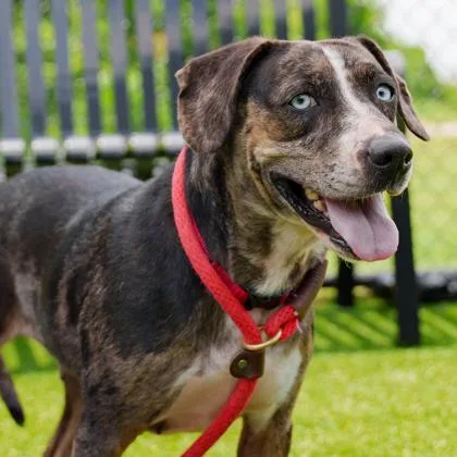 An adult large-sized female White / Cream Catahoula Leopard Dog dog named Macie for adoption in Atlanta, GA