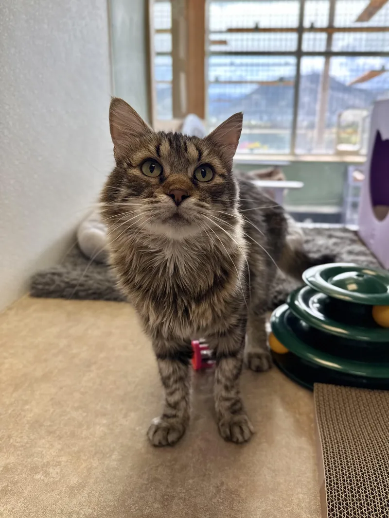 An adult medium-sized female Domestic Medium Hair cat named Tiger for adoption in Eagle, CO