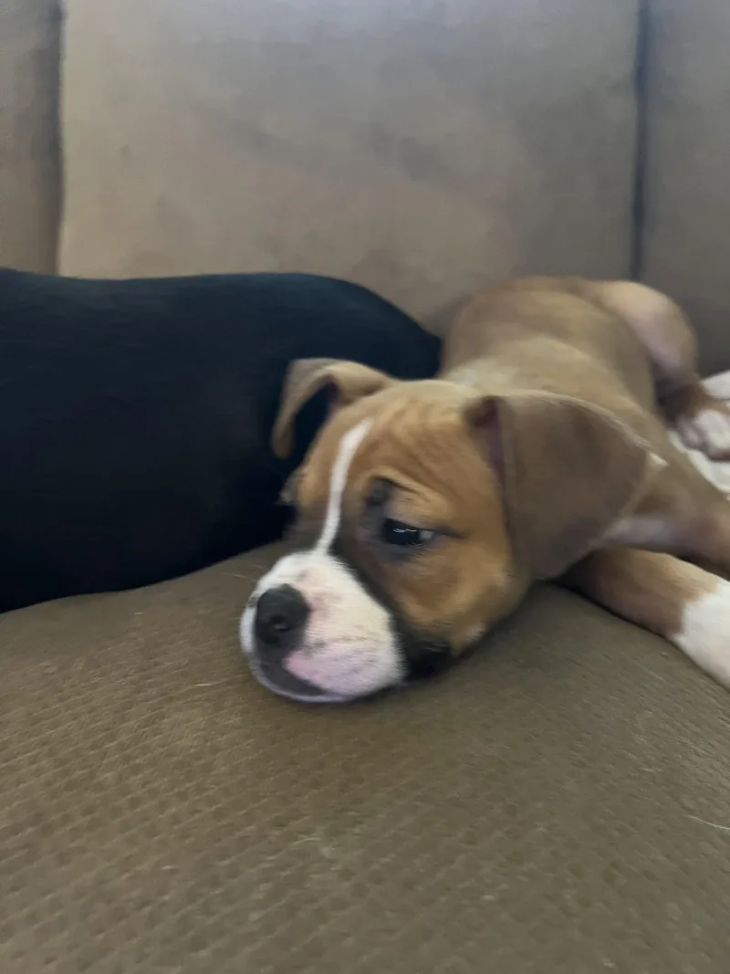 Lil Puddin thumbnail 2