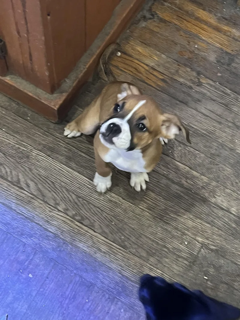 Lil Puddin thumbnail 3