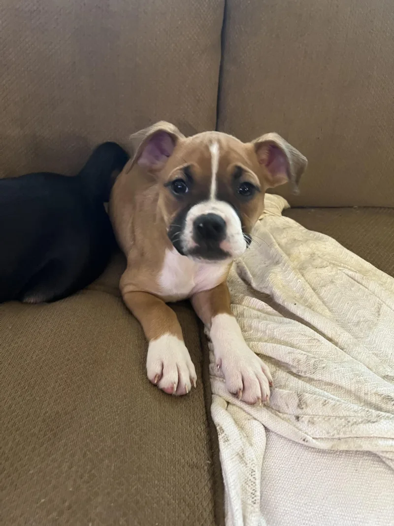 A baby medium-sized female Brown / Chocolate Boxer dog named Lil Puddin for adoption in Akron, OH