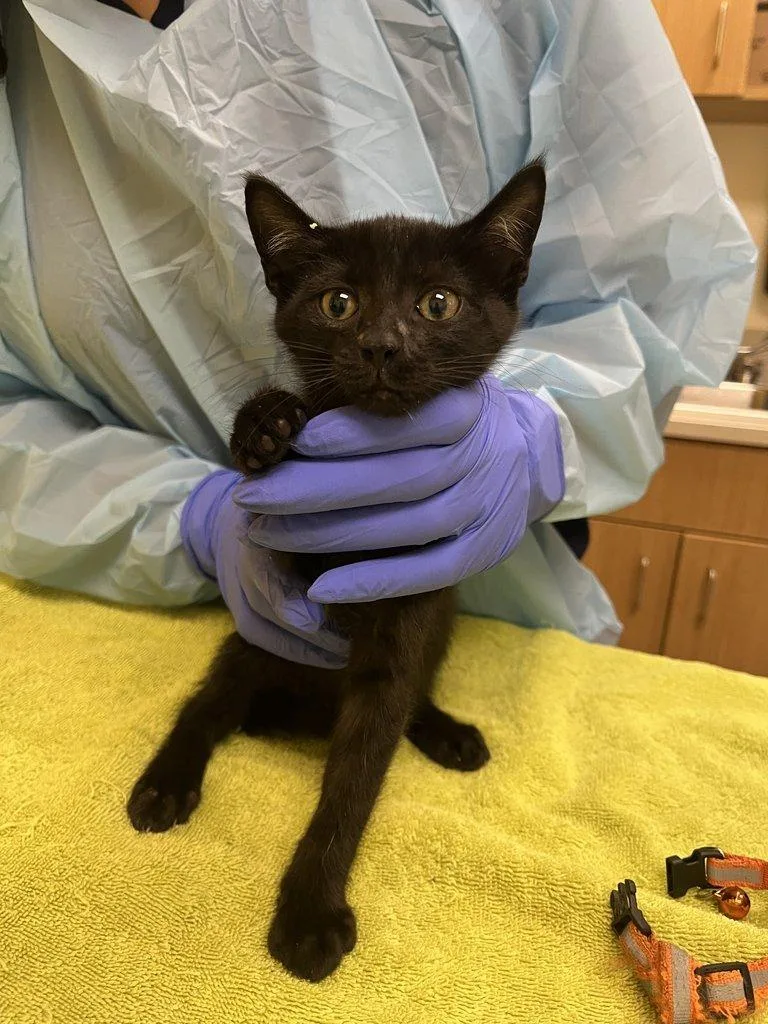 A baby small-sized female Black Domestic Short Hair cat named Usagi for adoption in Raleigh, NC