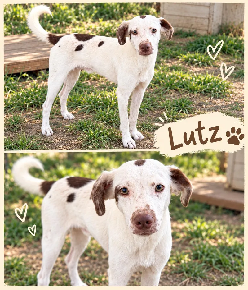 A young small-sized male Australian Shepherd dog named Lutz for adoption in Zimmerman, MN