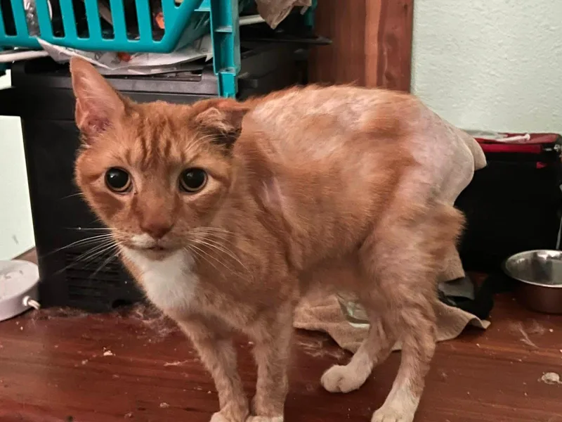 An adult medium-sized male Orange & White Tabby cat named Teddy for adoption in Garland, TX